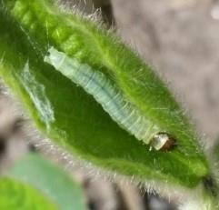 You Might Be Seeing This Caterpillar In Soybean